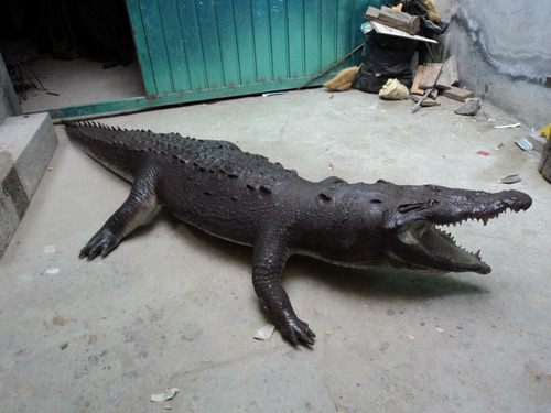 Animales Disecados 100% Artificiales, Cocodrilo (crocodile)