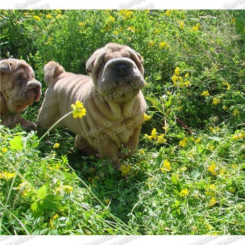 Gran Oferta Cachorros Sharpei Chino Arrugados Hipopotamo Fcm