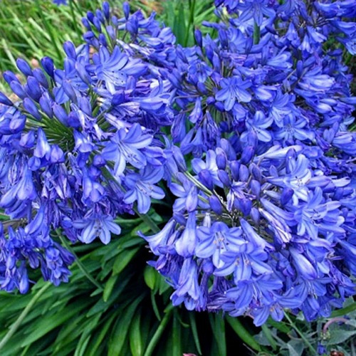 Agapanthus Azul, Plantas, Muchas Variedades Y Tamaños!! | MercadoLibre