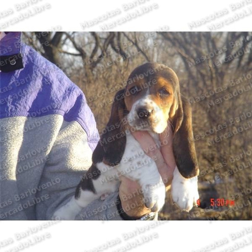 Gran Oferta Cachorros Basset Hound Muy Orejones Registro Fcm