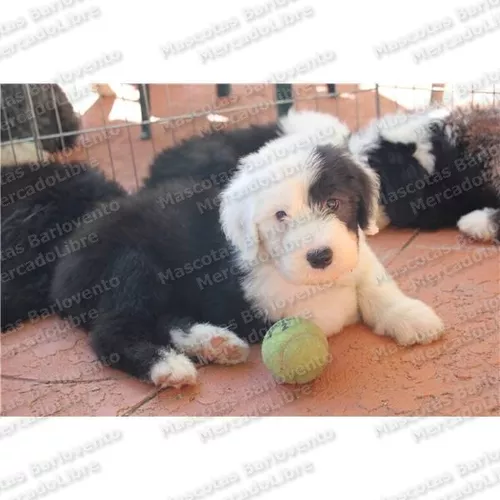 Antigo Cão de Pastor Inglês :: Clínica Veterinária AgroShop