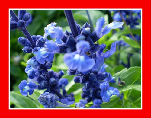 Salvia Azul- Farinacea  Blue Sage Flor Sementes Para Mudas