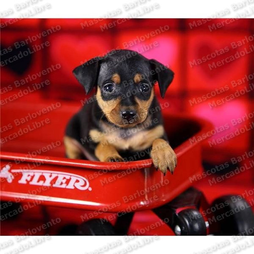 Gran Oferta Cachorros Pinscher Dobermann Miniaturas Cpr Fcm