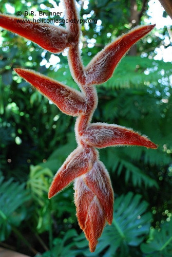 Heliconia She Kong - Muda - Flores Tropicais