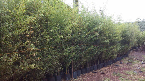 Bambu Plumoso (phyllostachys Aurea)