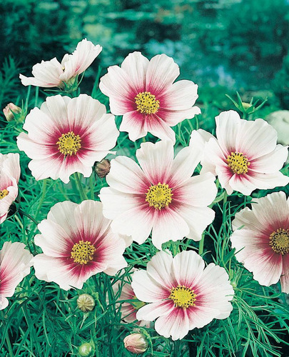 Imagem 1 de 6 de Cosmos Daydream - Flor - Flores - Sementes Para Mudas
