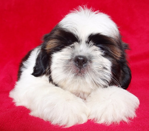 Filhote De Shih-tzu Rj C Pedigree Lindíssimos