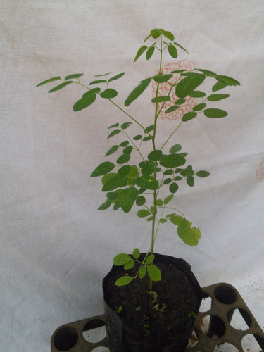 Plantin De Moringa (moringa Olifeira)