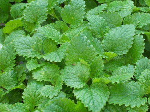 500 Semillas Melissa Officinalis - Toronjil,citronela 5 Paq.