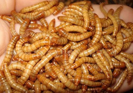 Imagem 4 de 6 de Tenebrio Molitor 300 Larvas Frete Barato