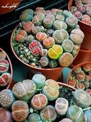 Pack De Semillas Cactus Piedras Vivas Litops