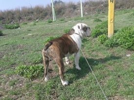 Imagen 3 de 4 de Perro Bulldog Ingles Para Monta $6500