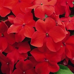 Impatiens Maria Sem Vergonha Vermelha Sementes Flor P/ Mudas | Parcelamento  sem juros