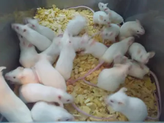 Ratones Albinos