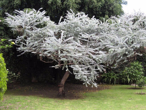 40 Sementes De Eucalipto Prateado Argentino Árvore E Bonsai