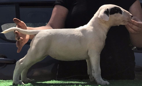 Bull Terrier Cachorros Inscritos