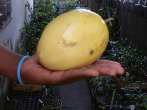 50 Sementes De Maracujá Amarelo Azedo Gigante Passiflora