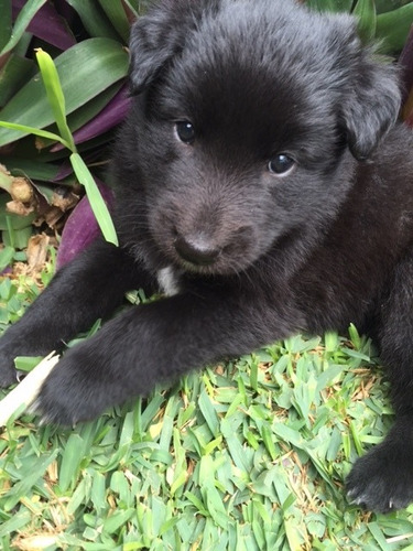 Lindos Cachorros De Pastor Belga