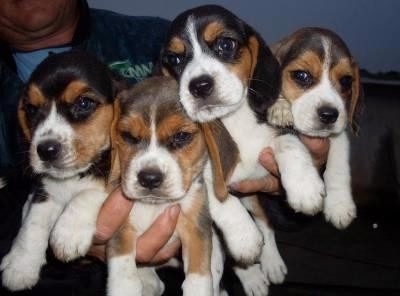 Beagle