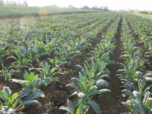 Couve Nero Di Toscana Laciniato Kale 60 Sementes Para Mudas