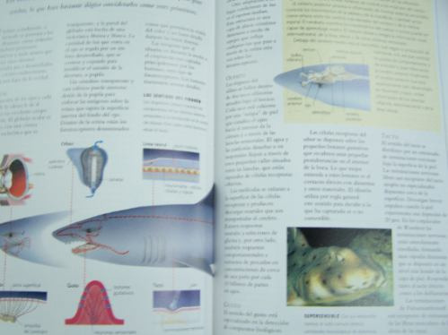 Imagen 3 de 4 de Tiburones Y Rayas * Varios Autores * Planeta *