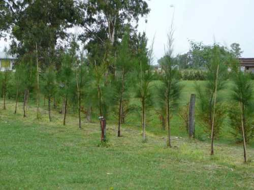 Casuarinas De 210/250 Cm En Macetas De 4 Lts - Vivero Kirken