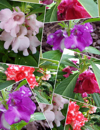 Sementes De Beijo De Frade Balsamina Sortida Flor