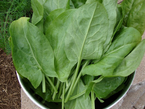 1000 Sementes De Azedinha Folhas Grandes Rumex Acetosa Erva