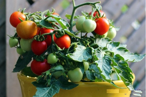 Imagem 4 de 10 de Tomate Tiny Tim - O Menor Do Mundo! Sementes Para Mudas