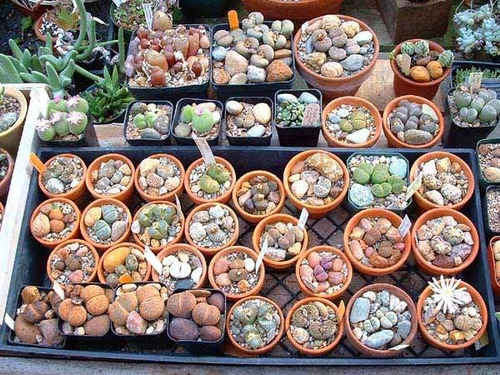 20 Sementes De Lithops Sortidos Pedra Viva Flor Cactus Cacto | Parcelamento  sem juros