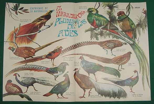 Poster Lamina Anteojito Plumas Aves Publicidad Mis Ladrillos