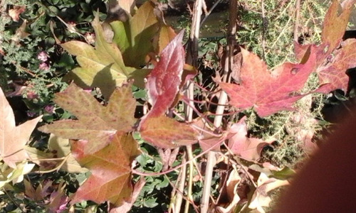 Arboles Liquidambar Hoja Roja Otoño 3 Mt No Envio A Region