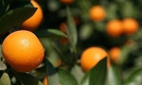 Naranjos De Ombligo, Naranjos Valencia(verano) Injertados