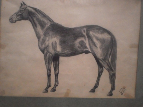 Dibujo Lapiz  Caballo Mirando Al Este 41 Cm Por 31 Cm