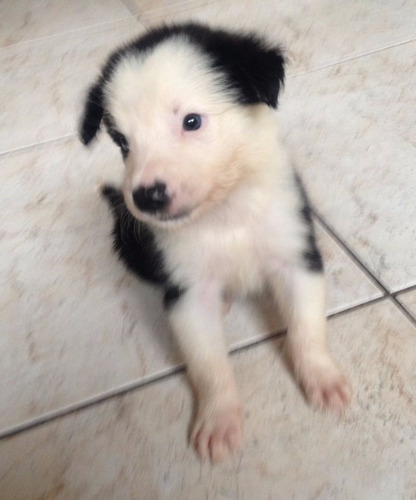 Border Collie Macho Com Pedigree