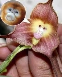 10 Sementes Orquídea Cara De Macaco Planta Exótica Flor Rara | Parcelamento  sem juros