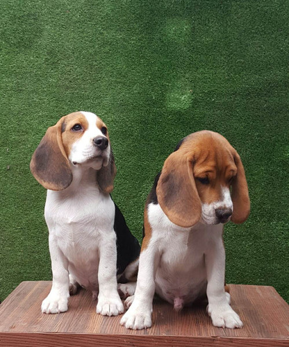 Cachorros Beagles ( Pedigree Dorado)