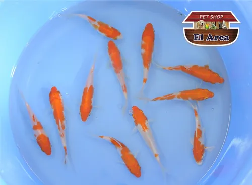 Carpas Koi Importadas