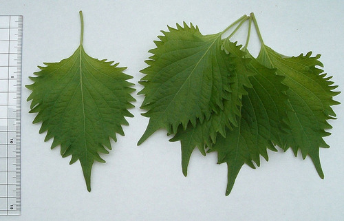 Perilla Shiso Mix - Roxa E Verde - Baby Leaf - 40 Sementes