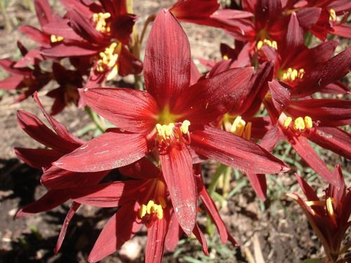 4 Bulbos De Azuenita Roja (rodophiala Bifida)