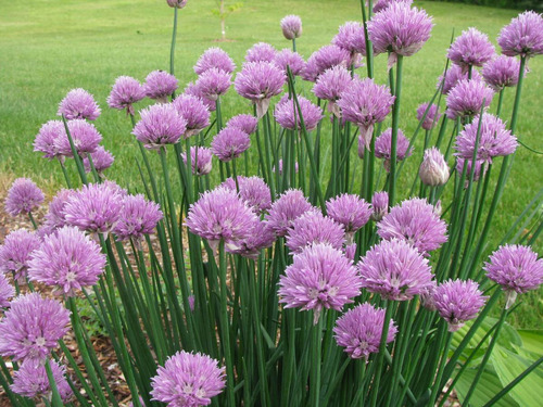 25 Sementes De Cebolinha Francesa - Allium Schoenoprasum
