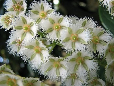 Azeitona Do Ceilão - Sementes Árvores Para Mudas