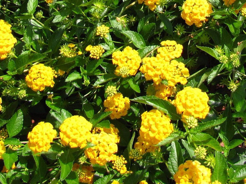 50 Sementes De Flor Lantana Câmara Sortidas / Cambará