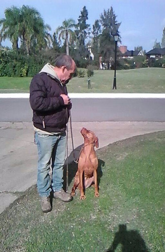 Adiestramiento Canino A Domicilio Sin Castigo Zona Sur