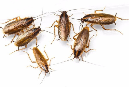 Imagen 4 de 10 de Espanta Ratas Cucarachas Ultrasónico 50lr Erradicador
