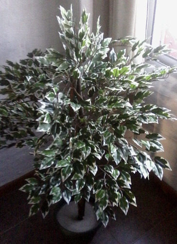 Plantas De Interior Artificiales - Ficus Disciplinado