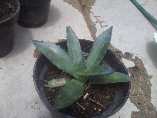 Maguey Manso