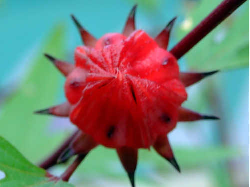 Frete Grátis 80 Sementes Vinagreira Gigante Chá De Hibisco