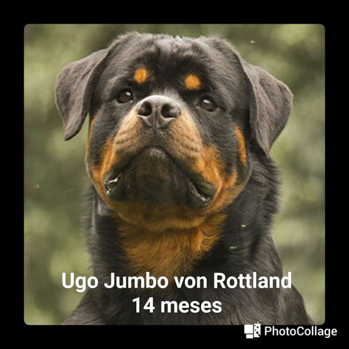 Rottweiler Canil N1 Df Filhotes Alto Padrão Entrega Imediata