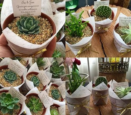 Recuerdos Suculentas Plantas Cactus Matrimonio Baby Shower